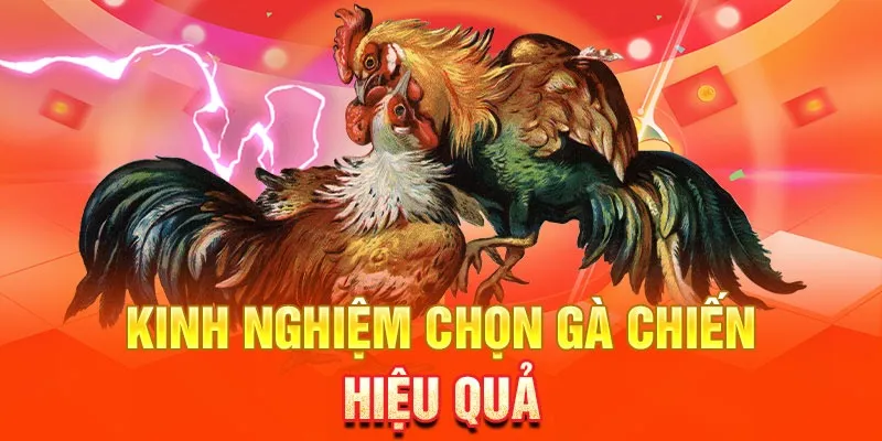 Những Điểm Nổi Bật Khi Tham Gia Đá Gà 888Vi